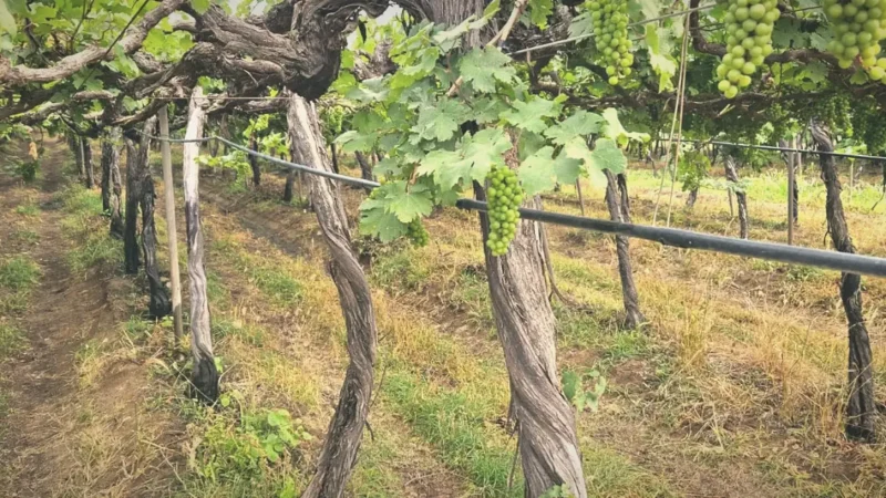 Scenic Vineyards – Countryside views(4)