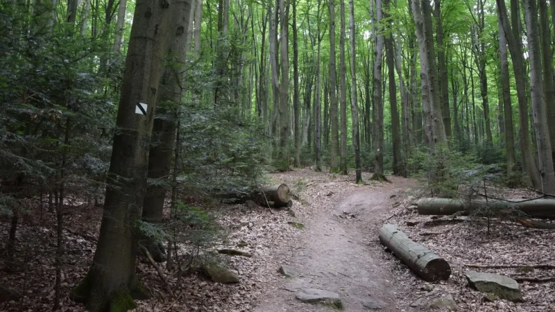 Scenic_Forest_Paths_03