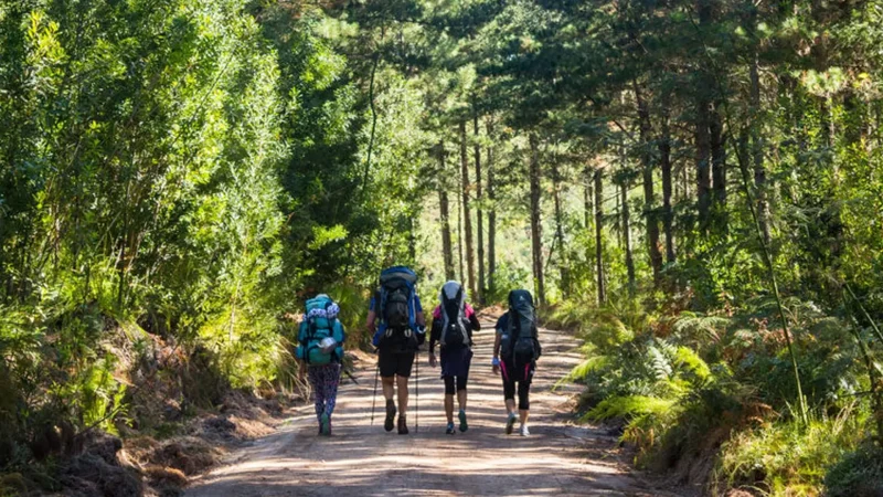 Scenic_Forest_Walks_тАУ_Indigenous_woodland_paths_03