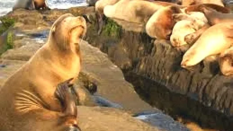Sea Lion Viewing Spots – Natural habitats(5)