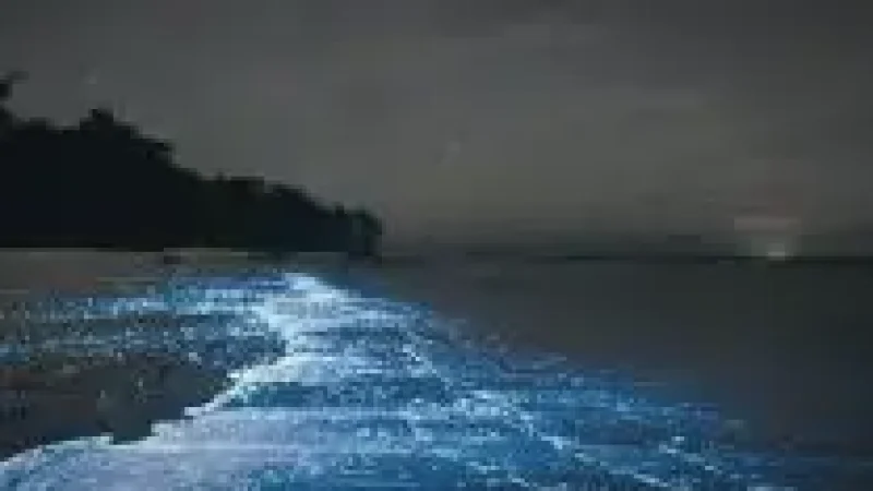 Sea of Stars Beach (Seasonal) – Iconic glowing blue plankton a(6)