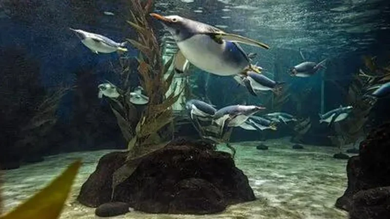 Sea_Life_Scheveningen_01