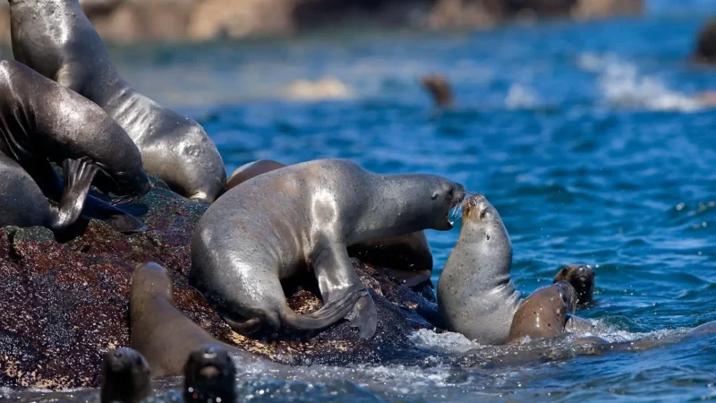 Sea_Lion_Viewing_Spots_–_Natural_habitats__01