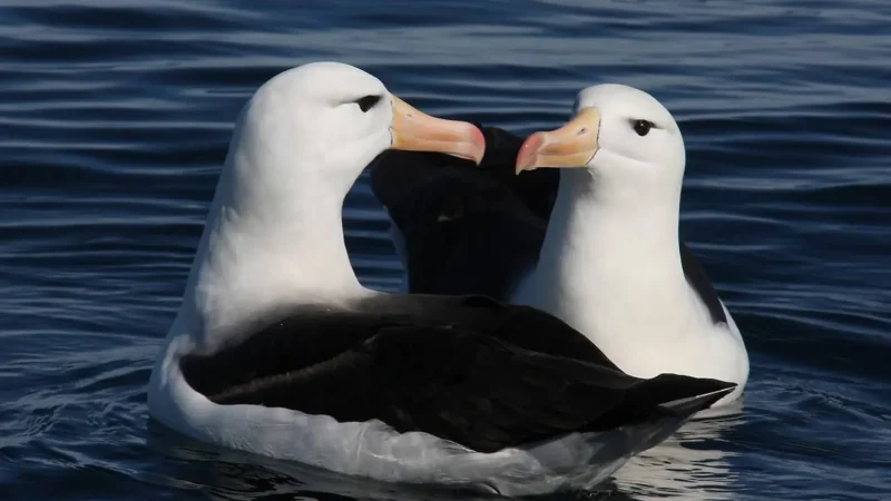 Seabird_Viewing_Areas_тАУ_Coastal_birdlife_03