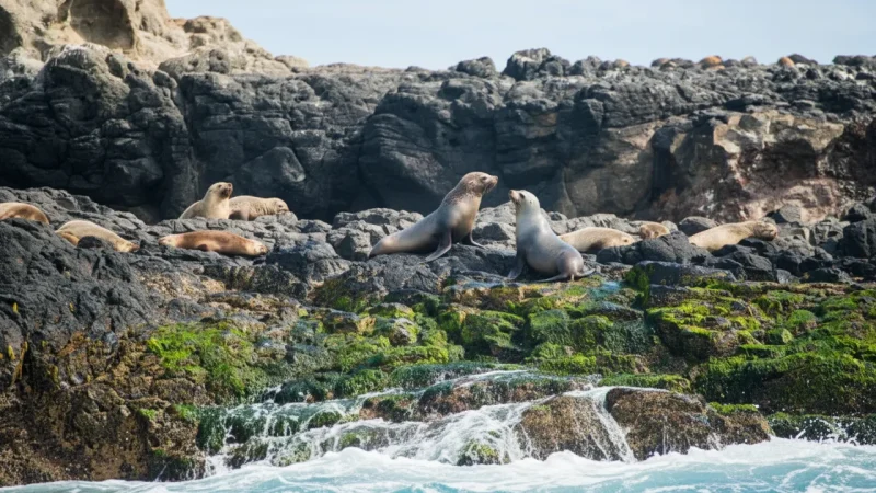 Seal Rocks – Home to Australian fur seals(3)