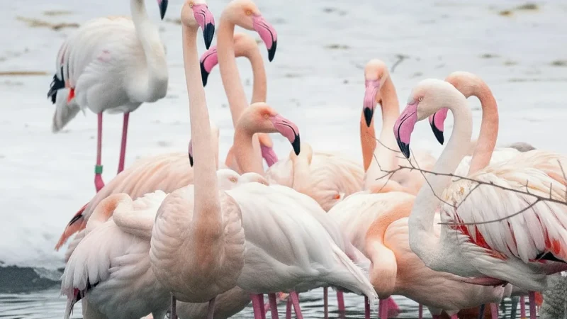 Seasonal Bird Habitats – Migratory Bird Areas(2)