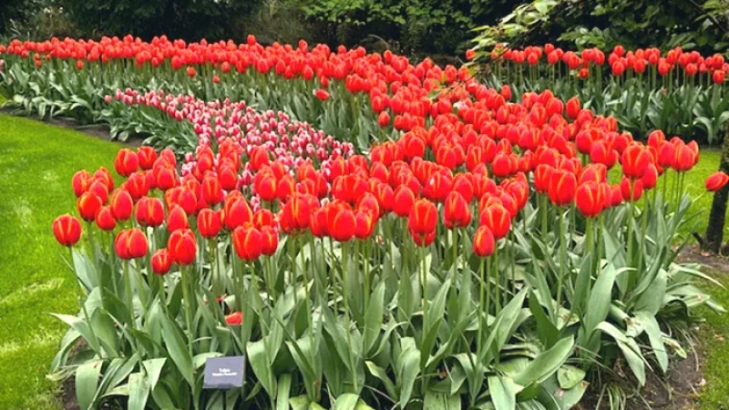 Seasonal Flower Displays(4)