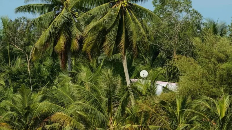 Seasonal Flower Farms – Bright Scenery(6)