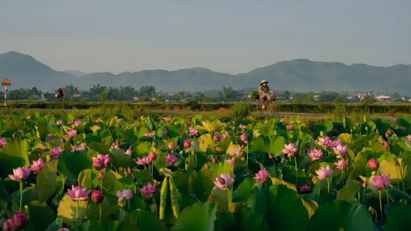 Seasonal Flower Fields(5)