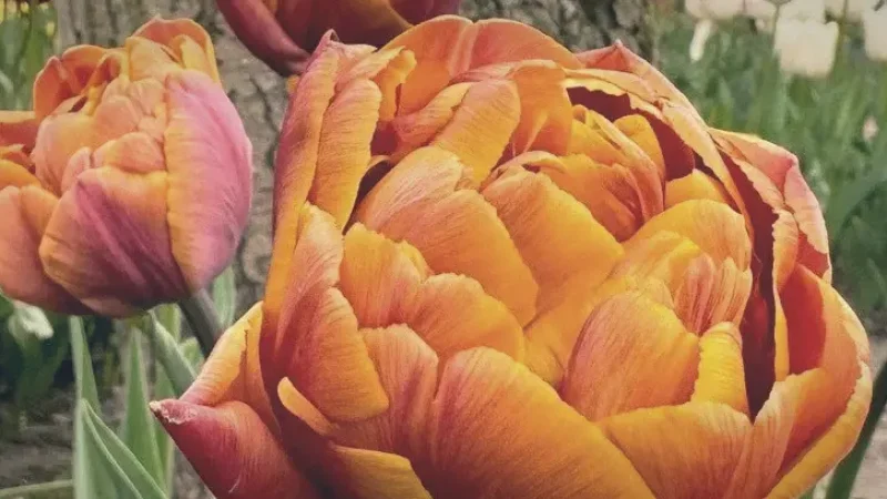 Seasonal Flower Gardens – Colorful displays(2)