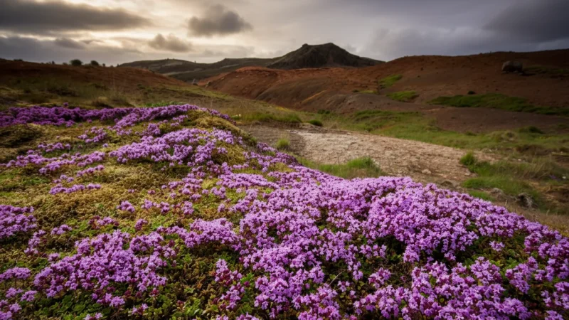 Seasonal Wildflower Areas – Friðland að Fjallabaki(2)