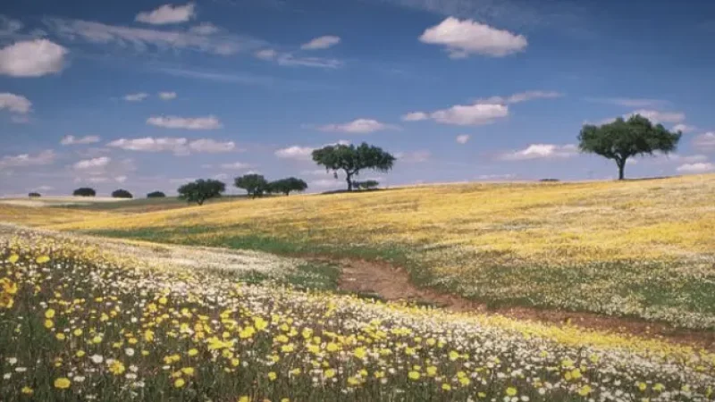 Seasonal Wildflowers – Spring scenery(2)