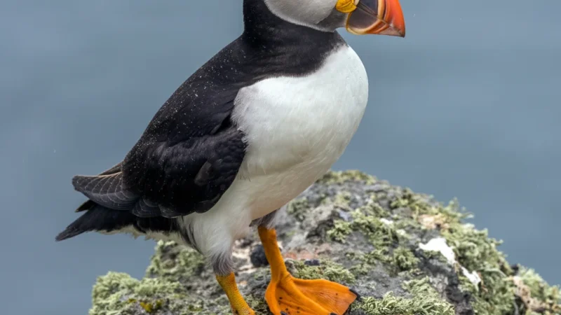 Seasonal Wildlife Areas – Arctic birds and animals(4)