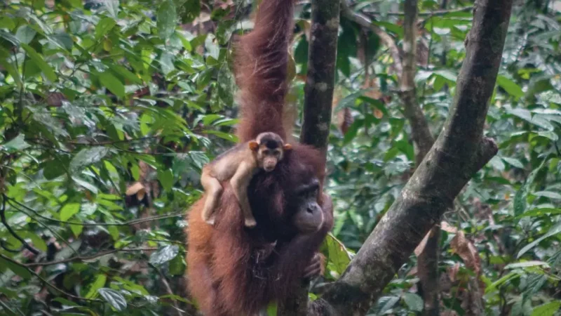 Sebangau National Park(5)