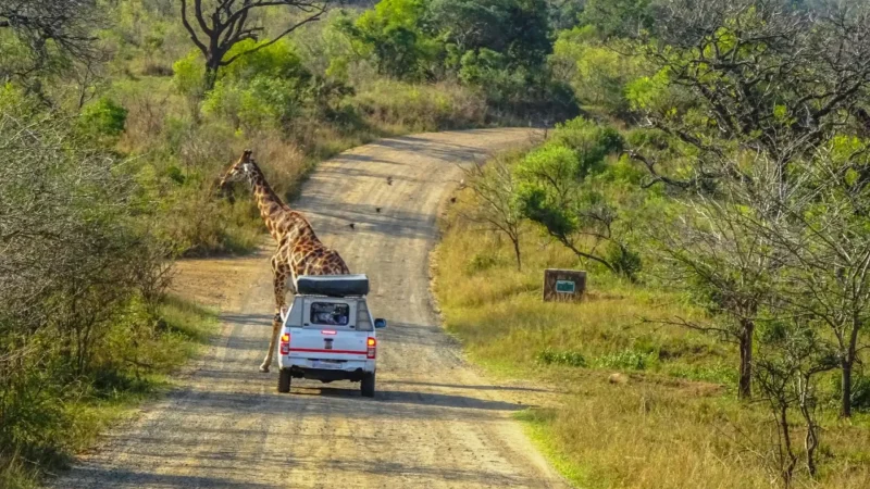 Self-Drive_Safari_Roads_тАУ_Accessible_game_routes_04