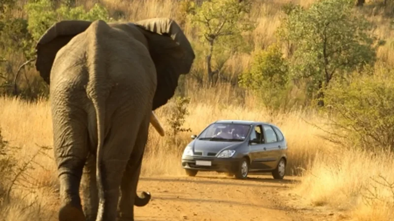 Self-Drive_Safari_Routes_тАУ_Accessible_park_roads_02