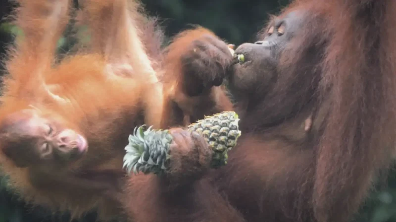 Semenggoh Wildlife Centre(6)