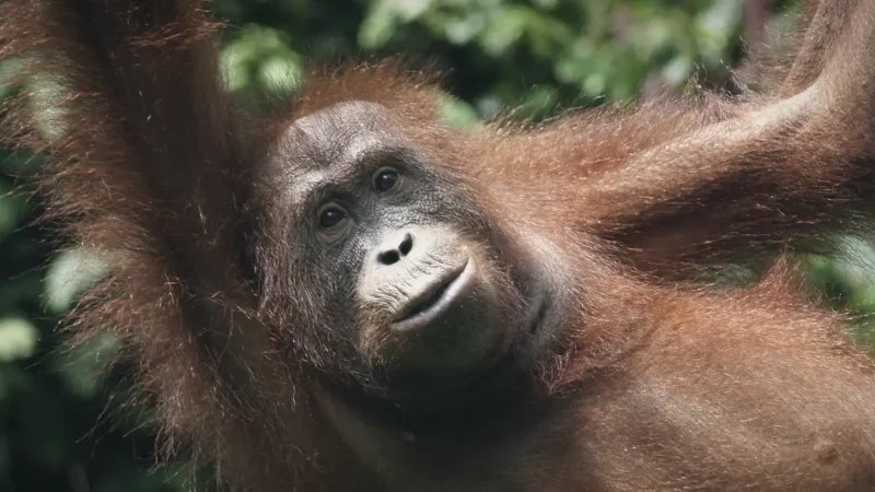 Sepilok Orangutan Rehabilitation Centre(5)