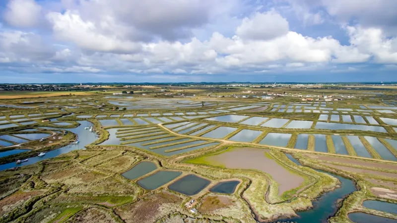 Seudre Marshlands – Nature area with quiet landscapes(3)