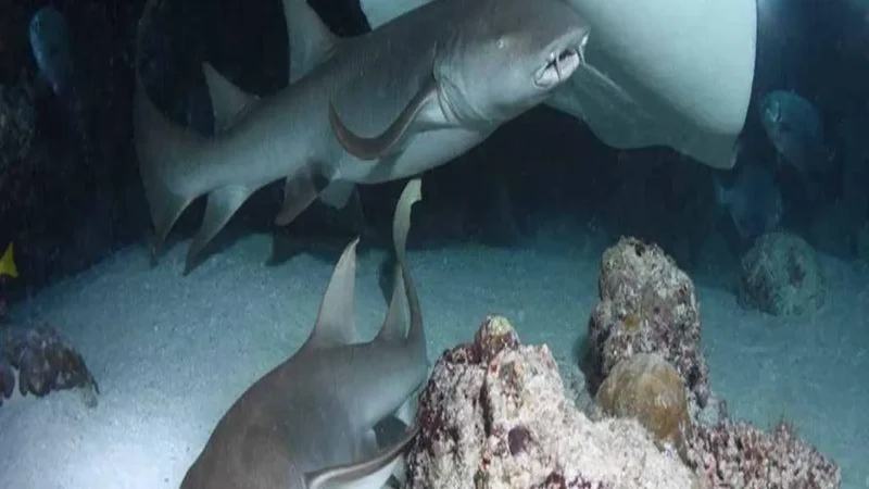 Shark_Point_–_Nighttime_marine_viewing_spot__03