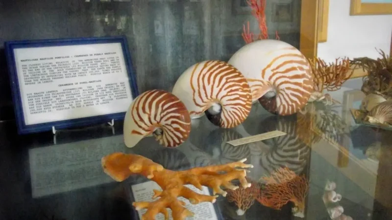 Shell_Museum_тАУ_Local_shell_collection_01