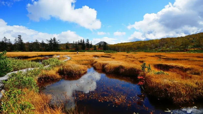 Shinsen-numa Marsh(3)
