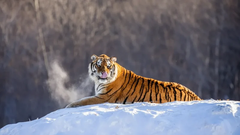 Siberian Tiger Park(6)