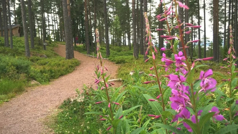Siljansnäs Peninsula(6)