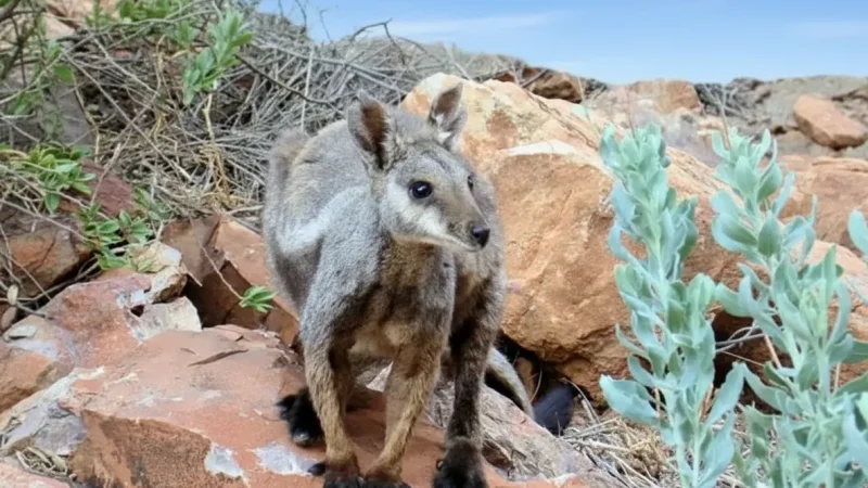Simpsons Gap – Narrow Gorge & Wildlife(2)