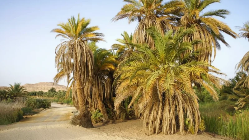 Siwa Palm Groves – Shaded Walking Areas(3)