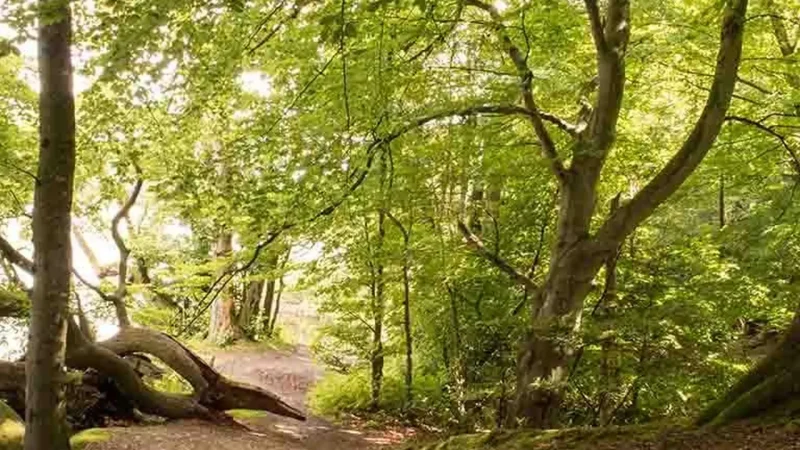 Skanderborg_Forests_–_Woodland_walking_areas__05