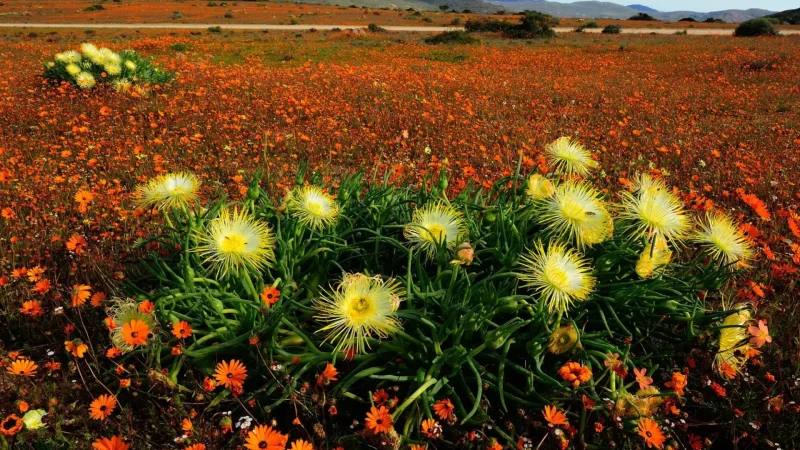 Skilpad_Wildflower_Reserve_тАУ_Peak_spring_blooms_02