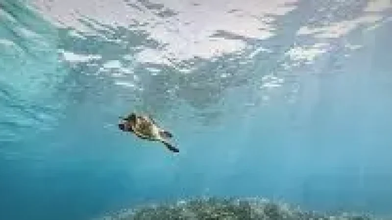 Snorkeling Channel – Clear visibility for marine(3)