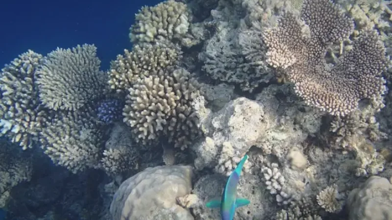 Snorkeling Reef Spots(5)
