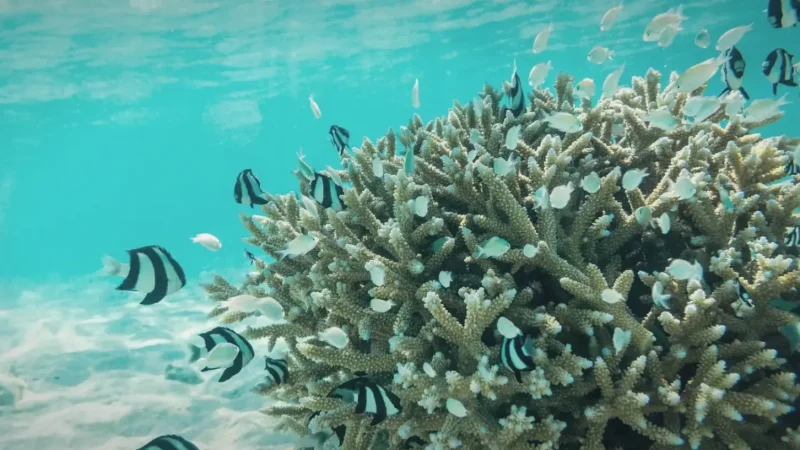 Snorkeling Reefs – Coral life(5)