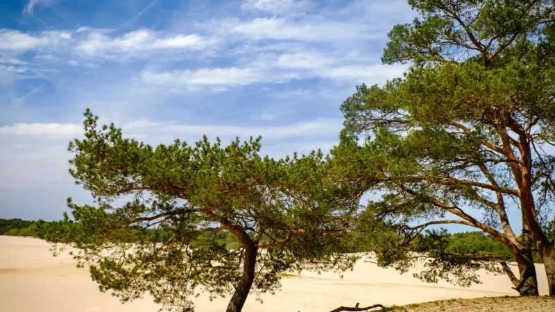 Soesterduinen_04