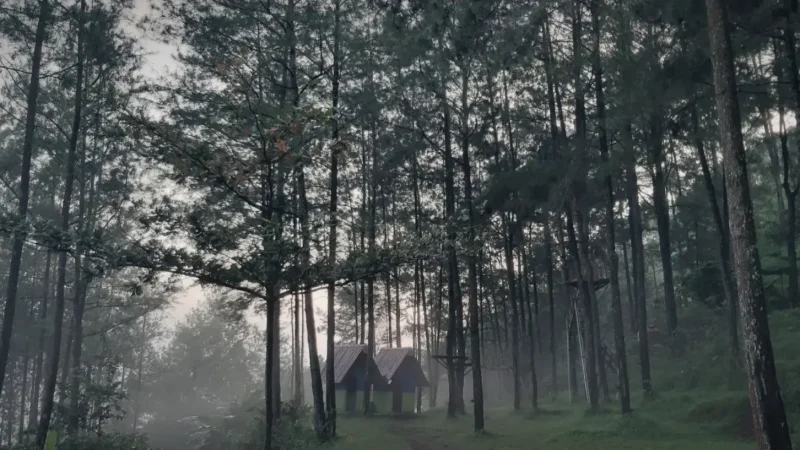 Songgon Pine Forest(1)