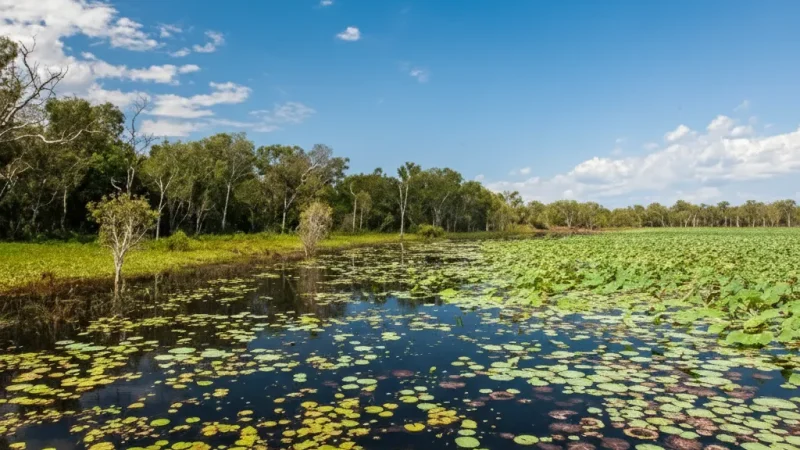 South Alligator River – River Landscapes(3)