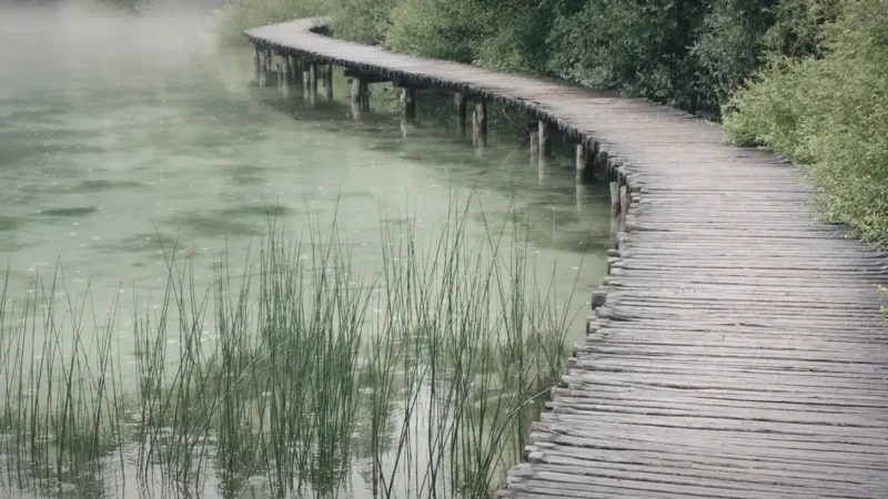 Spruce Bog Boardwalk – Easy trail(2)