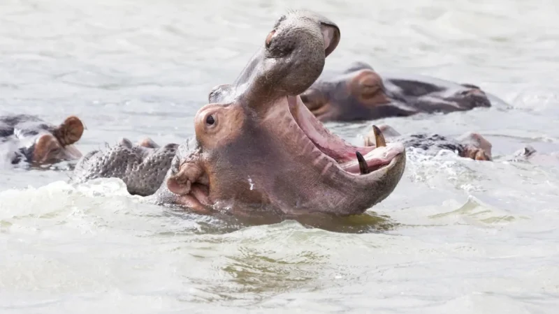 St_Lucia_Estuary_тАУ_Hippo_and_crocodile_habitat_03