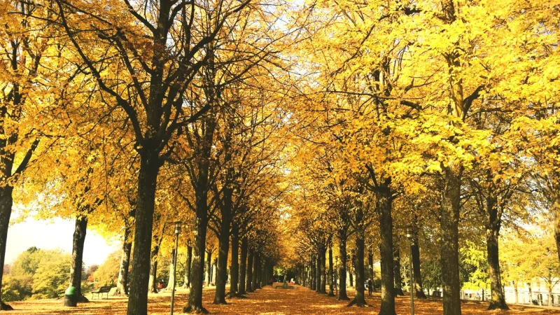 Stadsparken – Central city park(5)