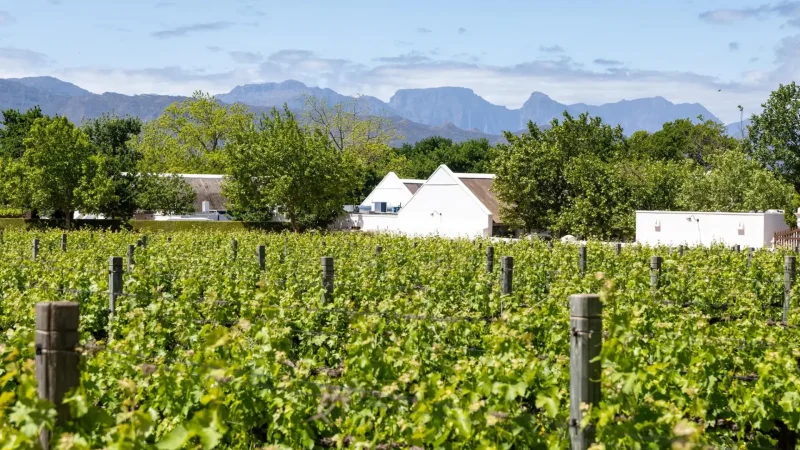Steenberg_Wine_Estate_тАУ_Historic_estate_with_gardens_01