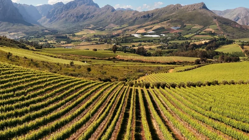 Stellenbosch_Vineyards_тАУ_World-famous_wine_estates_01