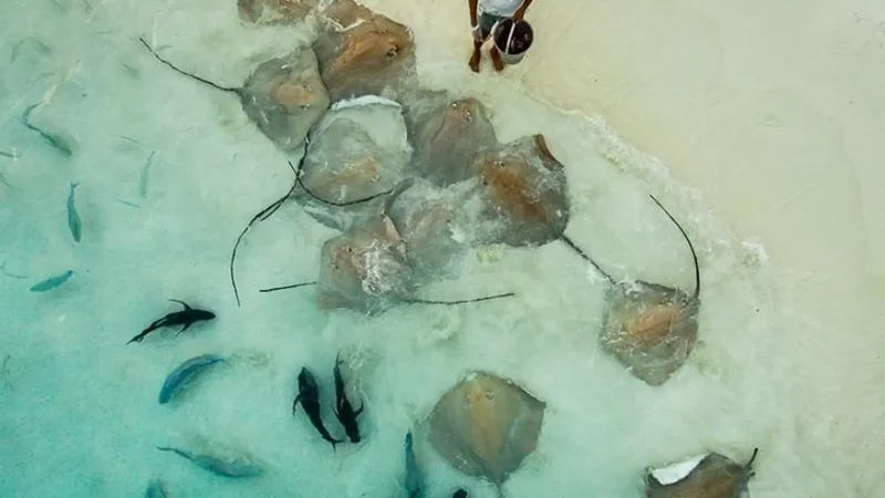 Stingray_Feeding_Area_–_Evening_attraction__04