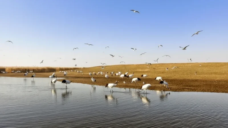 Sun Island Wetlands – Natural riverfront landscapes(6)