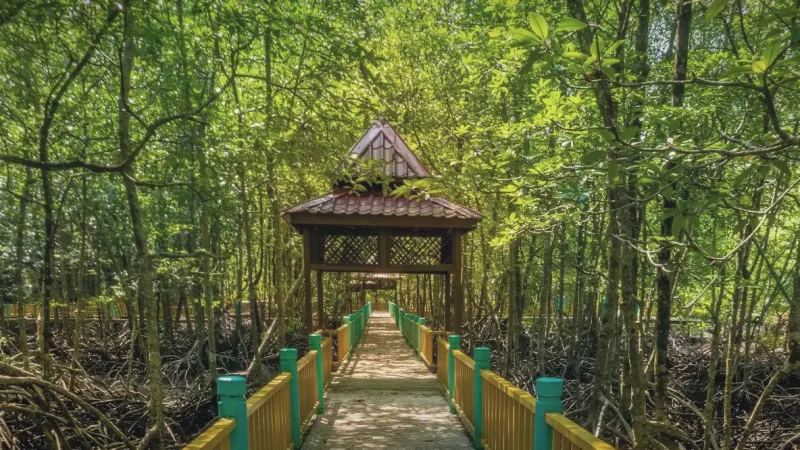 Sungai Lebam Wetlands(3)