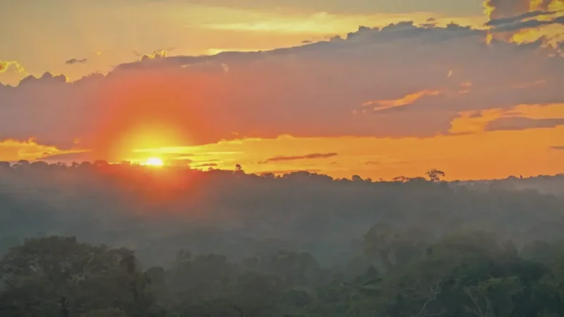 Sunrise Jungle Views – Early scenery(4)