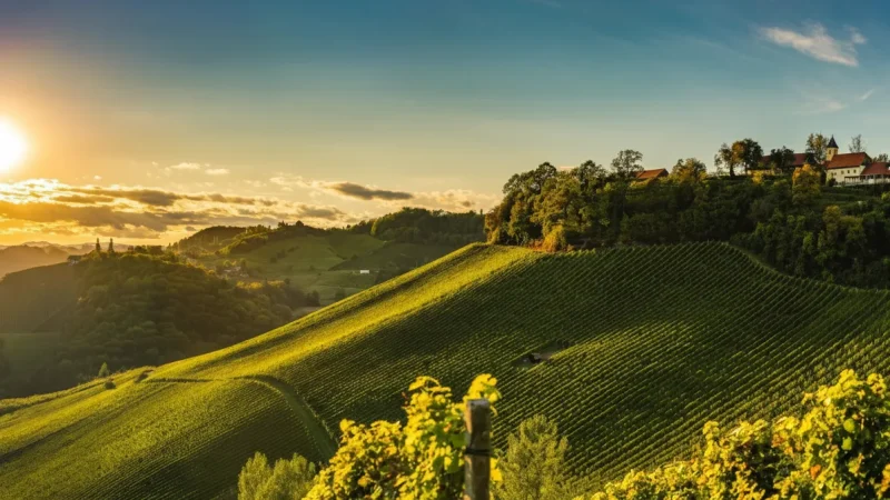 Sunset Hill Views – Evening Vineyard Scenery(2)