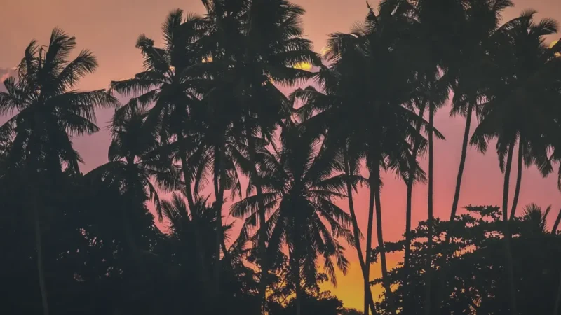 Sunset View Beaches – Evening Relaxation(2)