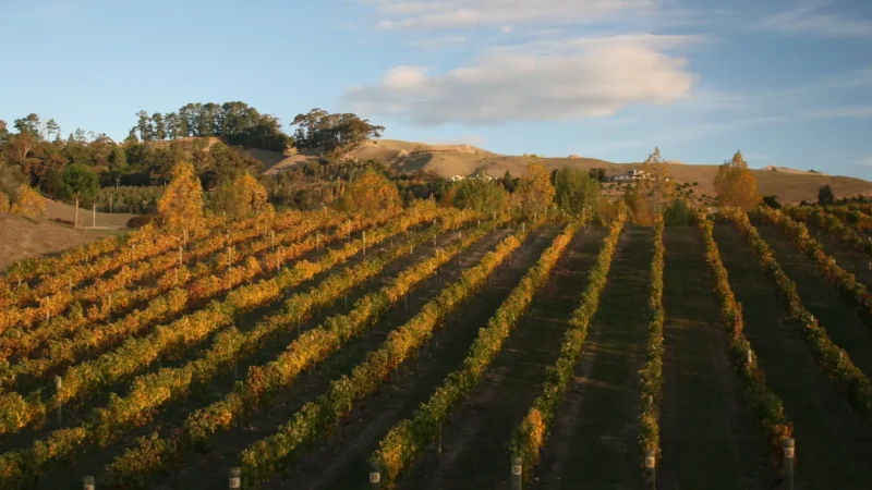 Sunset_Vineyard_Views_тАУ_HawkeтАЩs_Bay_countryside_06